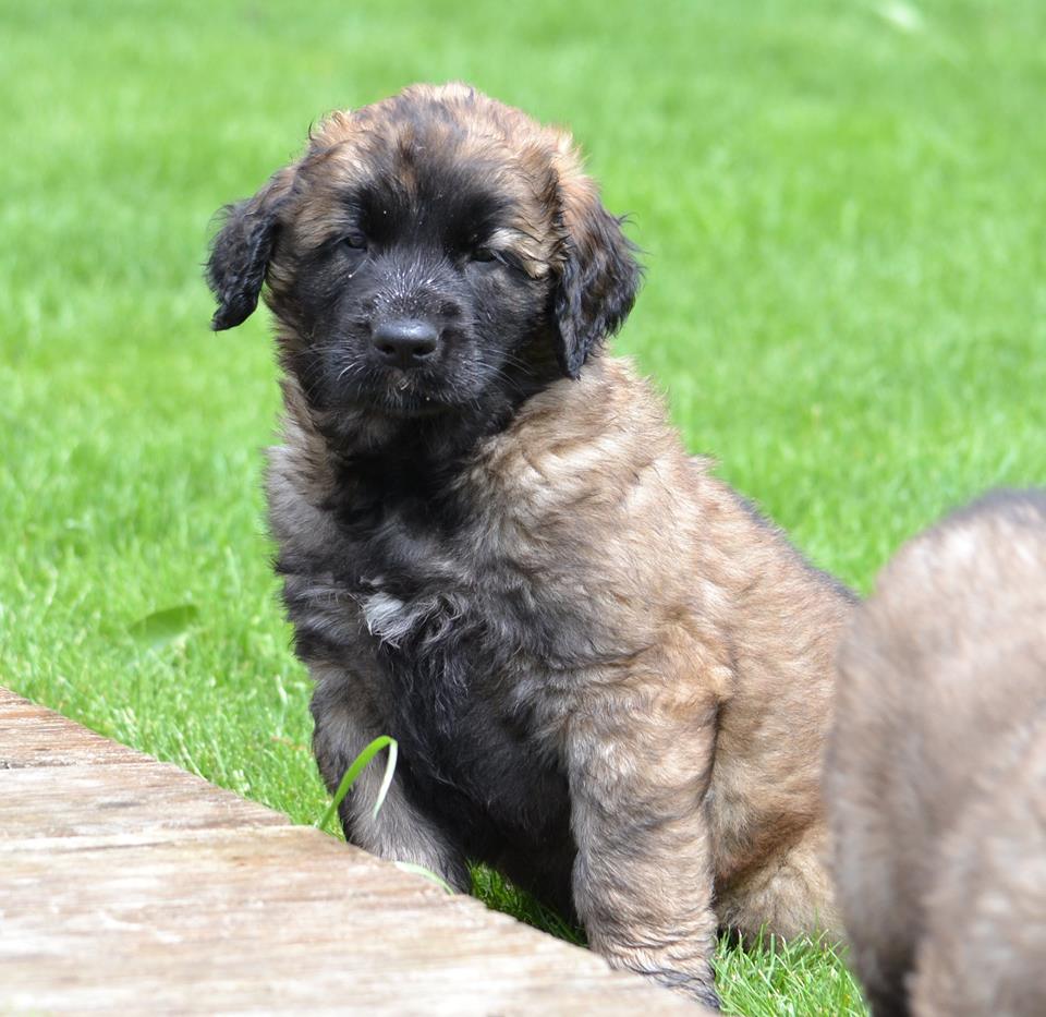 Leonberger Zucht BWurf Leonberger Zucht BWurf
